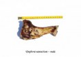 /album/veprove-zbozi-skladem/veprova-susena-kost-mala-jpg/
